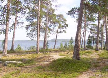 lesnatý bøeh jezera Inari