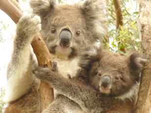 koala medvídci - koala little bear