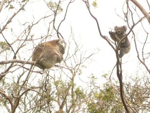 koala medvídci - koala little bear