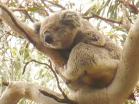 medvídek koala spí a chrápe